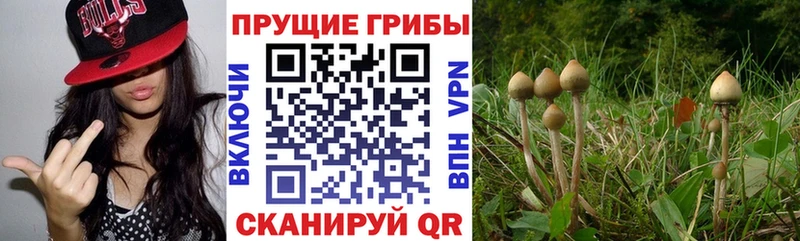 купить наркотик даркнет клад Псилоцибиновые грибы Psilocybine cubensis Миасс